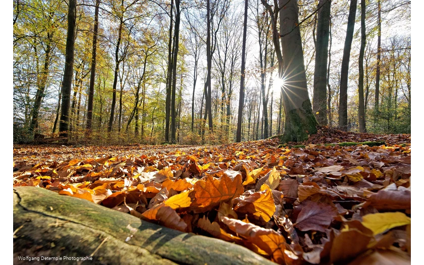 Herbstwald