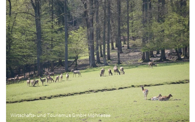 Wildpark Völlinghausen