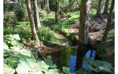 Möhneauen