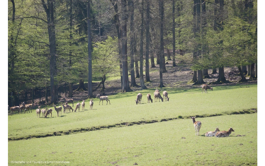 Wildpark Völlinghausen