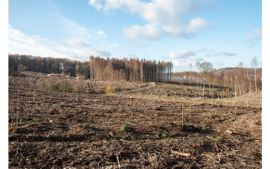 Bürgerwald_ (2).jpg