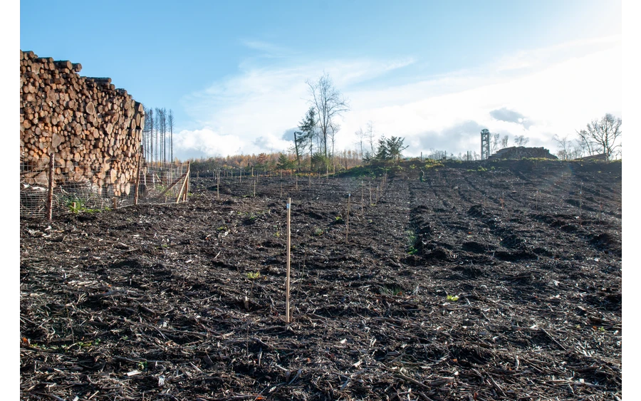 Bürgerwald_ (5).jpg