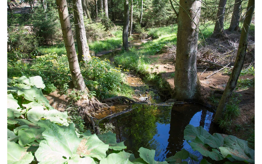 Möhneauen