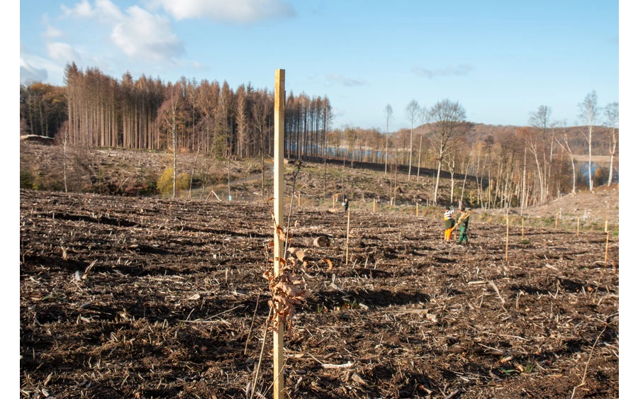 Bürgerwald_ (7).jpg