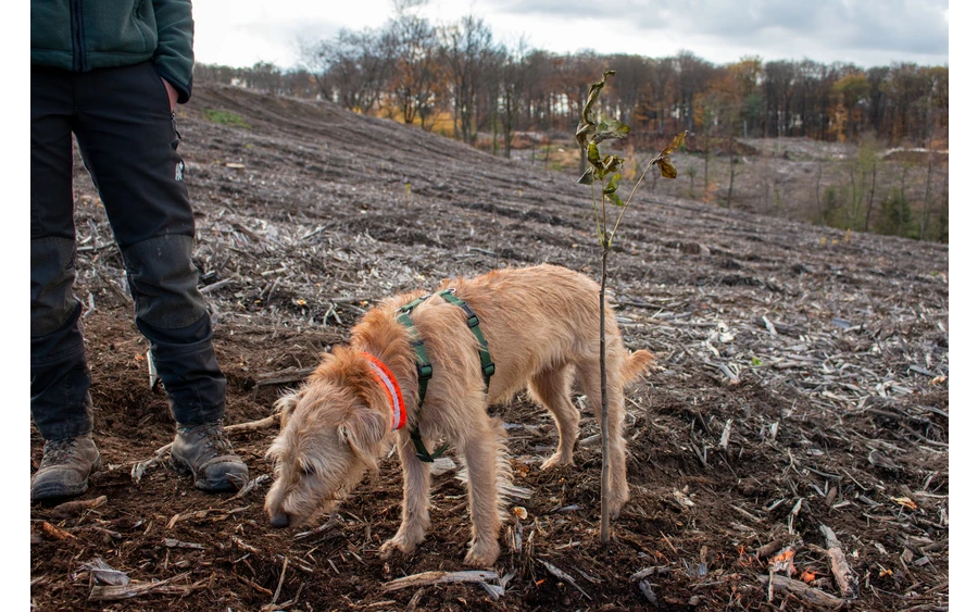 Bürgerwald (11).jpg