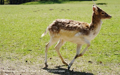 Wildpark Völlinghausen