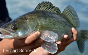 Fisch