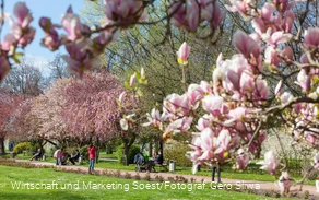 Baumblüte in der Gräfte am Wall 