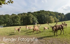 Tiere im Wildpark