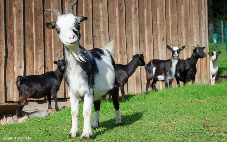 Ziege im Wildpark Völlinghausen
