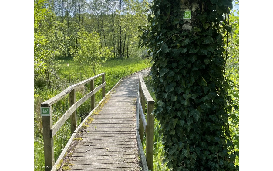Wanderpfad auf der Sauerland-Waldroute zwischen Bibertal und Ringelstein