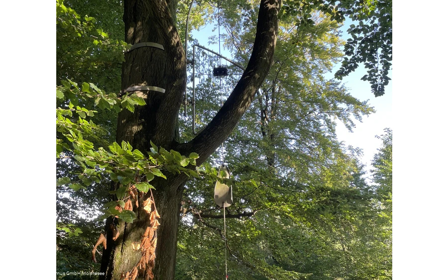 Baumharfe Klangwald Möhnesee