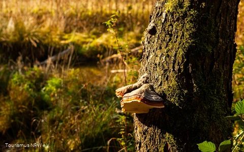 Pilz am Baumstamm