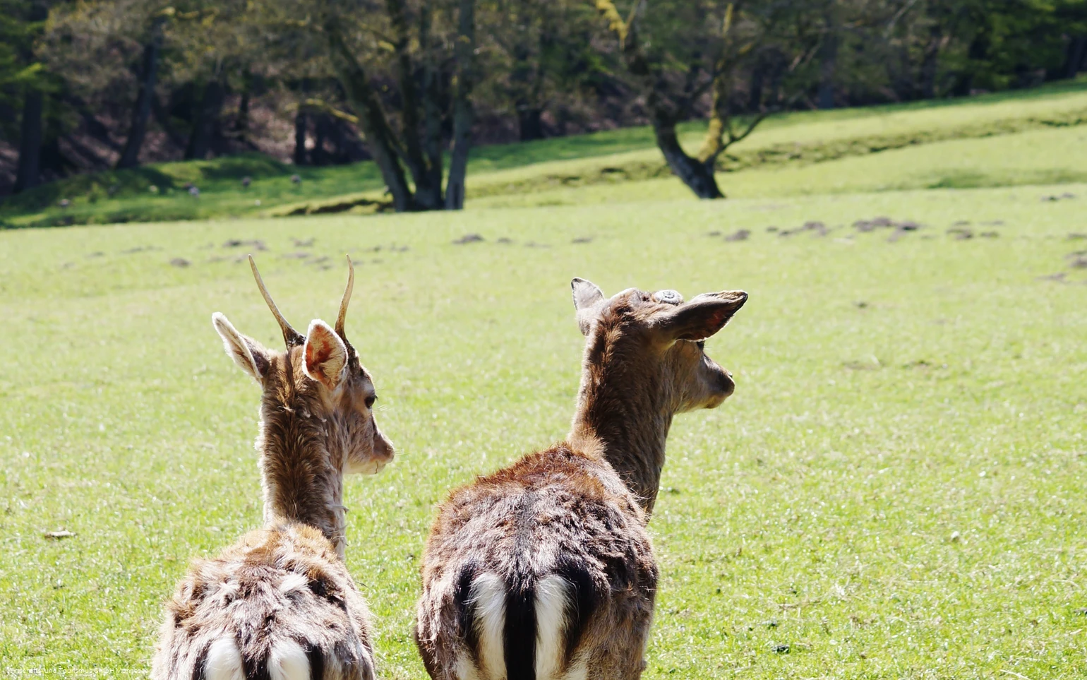 Wildpark Völlinghausen