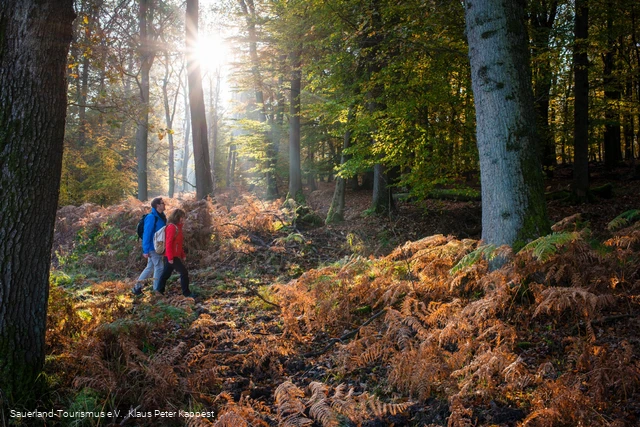 Zwei Wanderer unterwegs auf der Sauerland-Waldroute