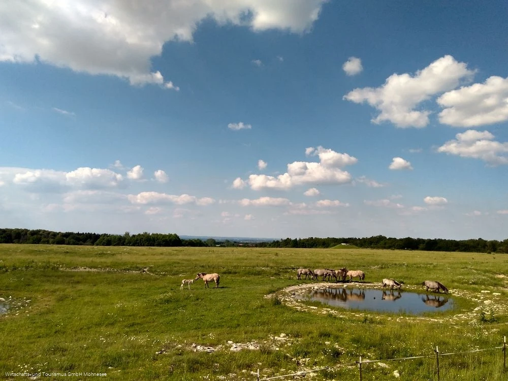 Wildpferde Naturschutzgebiet Kleiberg