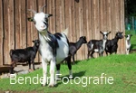 Ziege im Wildpark Völlinghausen